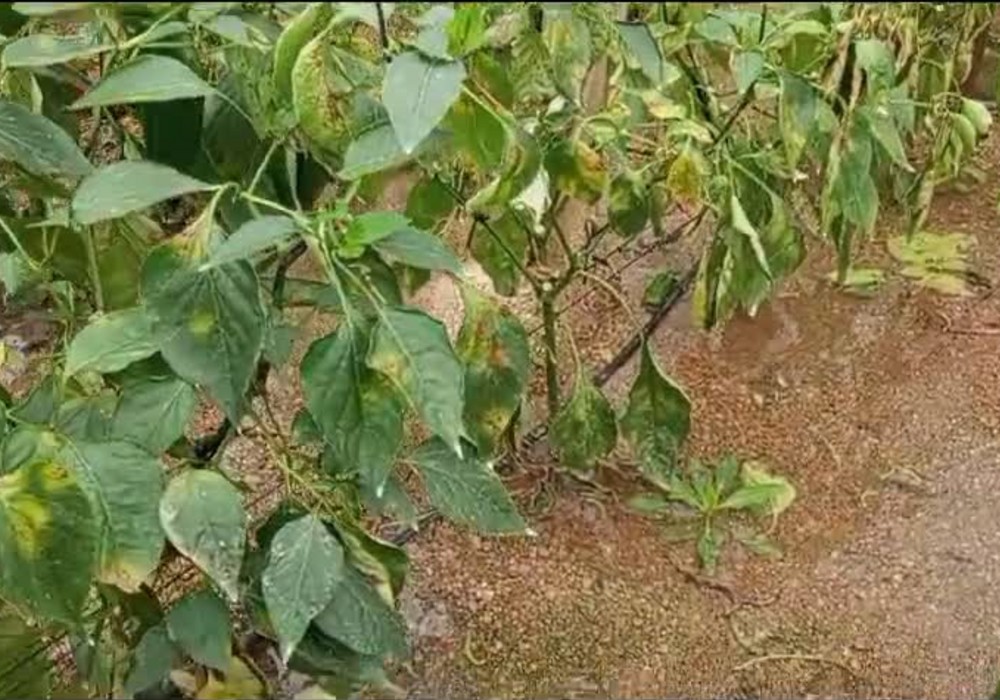 Las lluvias persistentes mejoran las reservas hídricas, pero amenazan la campaña de fruta y hortícolas
