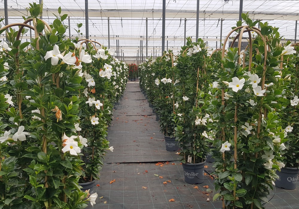 Plantaespaña lidera la producción de dipladenia con 40 hectáreas de cultivo
