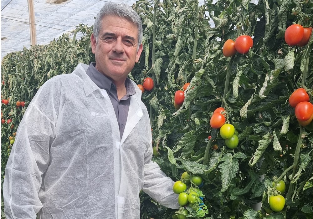 Freeman, el tomate pera de HM.CLAUSE que ofrece versatilidad, resistencias y fruto uniforme