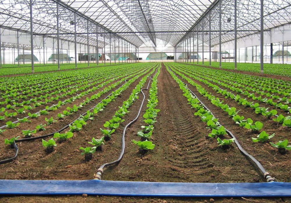 ASAJA Almería destaca la importancia del agua para la agricultura y la ganadería en un contexto de sequía