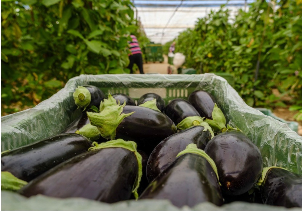 HORTYFRUTA activa la Extensión de Norma para berenjena