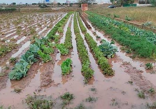 Agricultores y ganaderos otorgan un notable al seguro agrario por cuarto año consecutivo