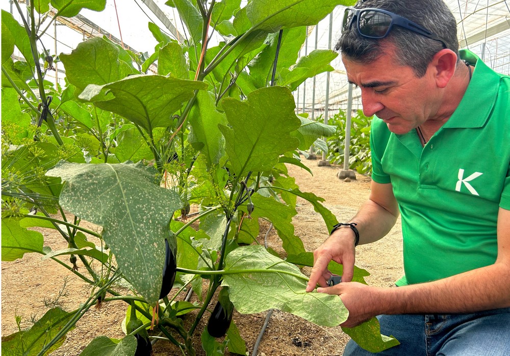 El control biológico en primavera es la protección más eficaz contra las plagas durante el invierno