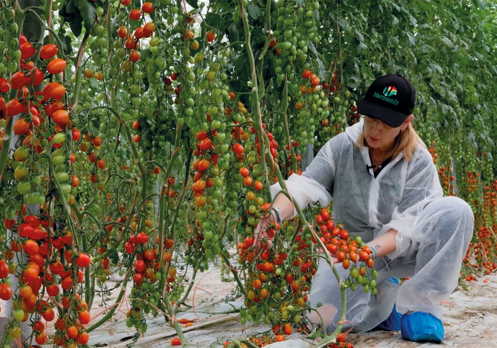 Producción, resistencias y calidad de fruto, máximas de Harmoniz en tomate y pimiento