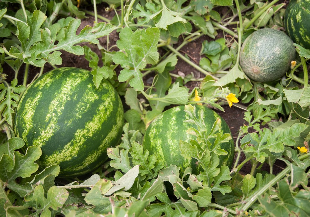 El aumento de plagas pone en riesgo a los cultivos hortícolas de primavera