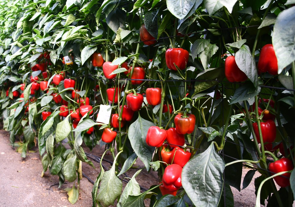 Consejos de Hazera España para elegir la mejor variedad de pimiento