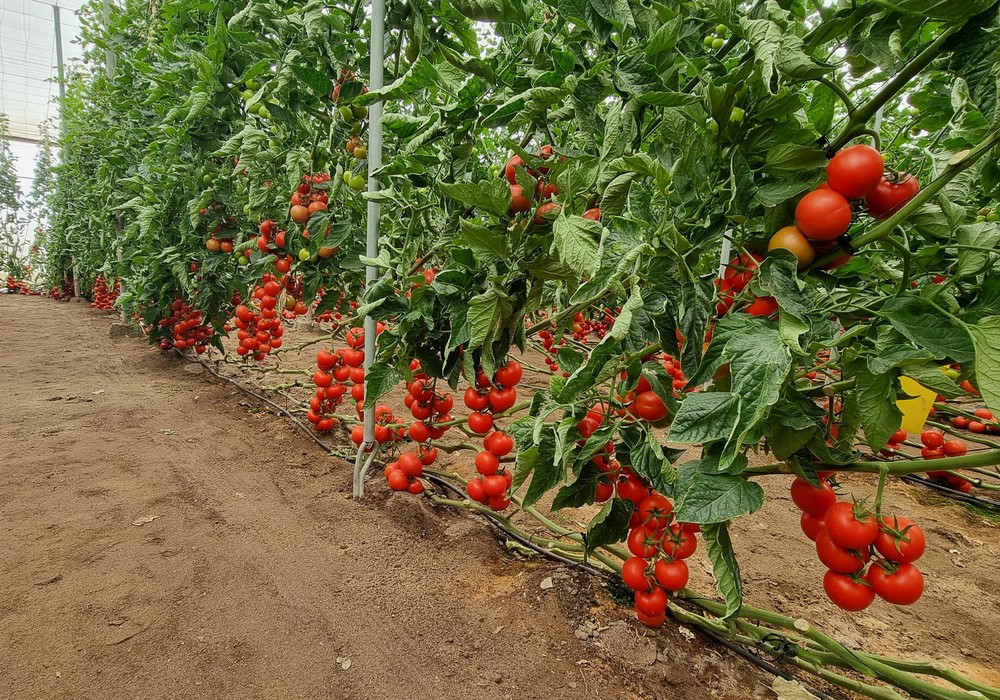 Los tomates de Nunhems aúnan producción, manejo eficiente y fruto de alta calidad