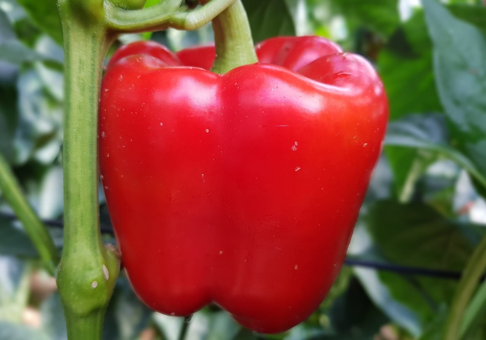 Las temperaturas primaverales favorecen el ritmo productivo de las hortalizas, pero no sus precios