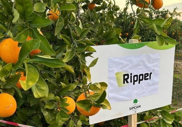 Ripper®: el nuevo “herbicida total” que revoluciona el control de las malas hierbas