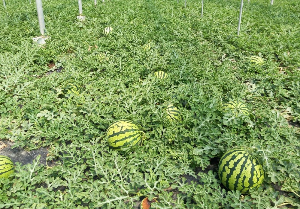 Agricultura inicia las inspecciones de la campaña “no cortes en verde” en sandía y melón en colaboración con Hortyfruta