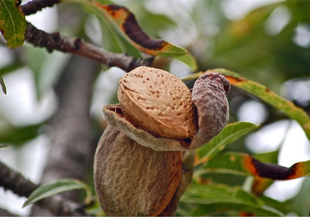 COAG alerta de una avalancha de importaciones y caída de precios si la UE retrasa la tasa a la almendra californiana hasta diciembre de 2025