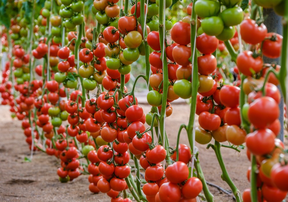Sakata debuta en tomate rama con ‘Aguilar’, la primera variedad hecha en Almería para el agricultor almeriense
