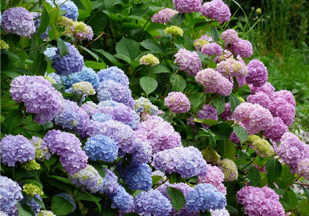La campaña de primavera de ornamental se alargará debido a las lluvias de marzo