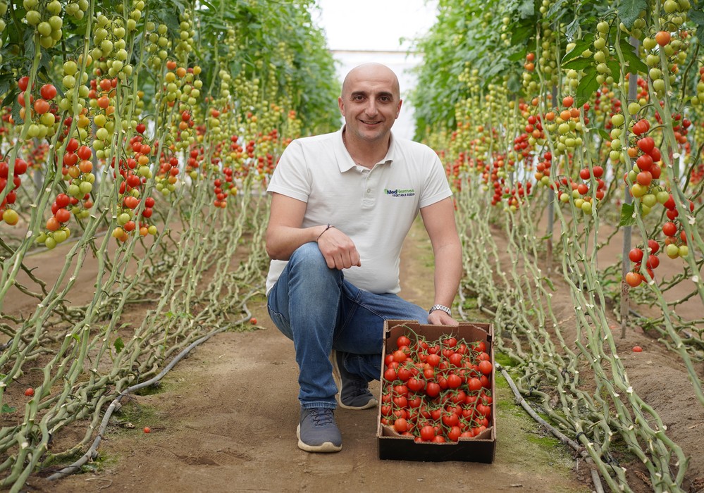 “MedHermes presenta Crixo F1, el tomate cocktail con resistencia intermedia al virus del rugoso”