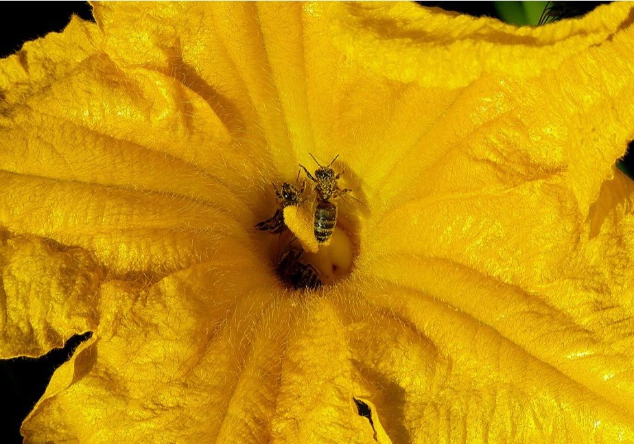 “La extinción de los polinizadores pone en riesgo la biodiversidad y nuestra salud”