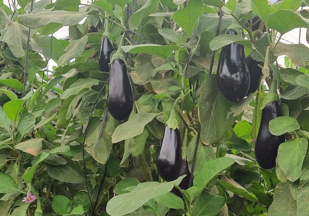 HORTYFRUTA desactiva la Extensión de Norma para berenjena