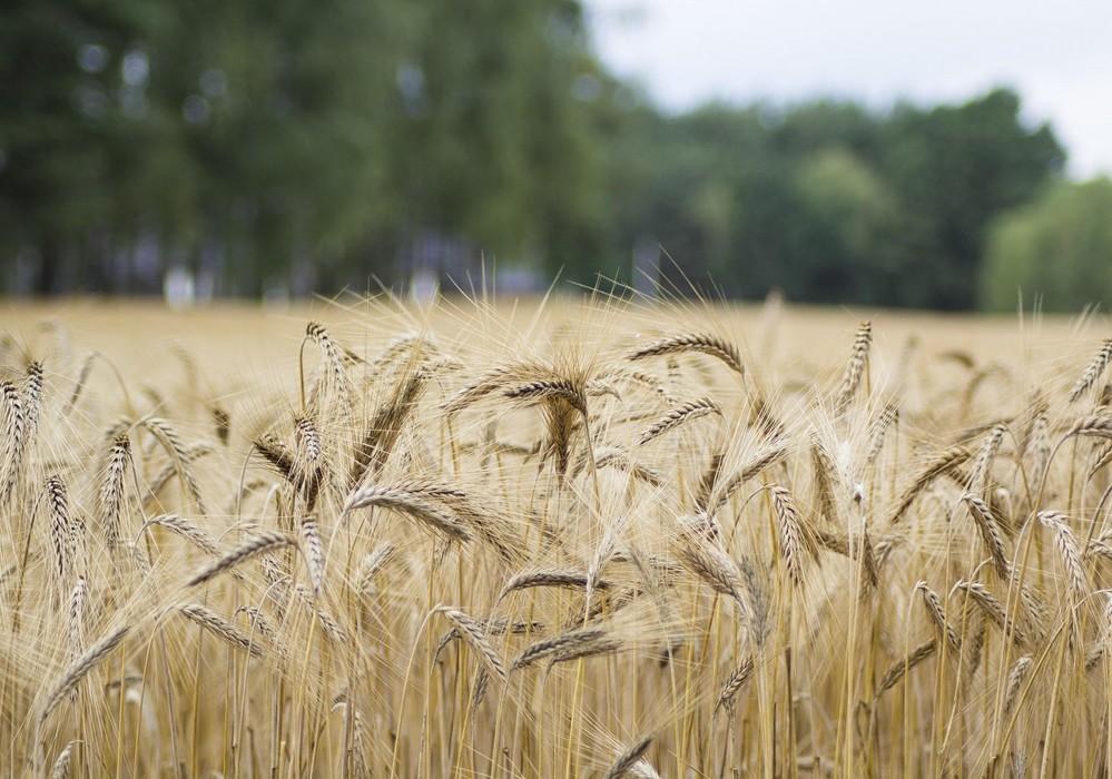 El Ministerio de Agricultura, Pesca y Alimentación abre la inscripción en el curso de producción ecológica