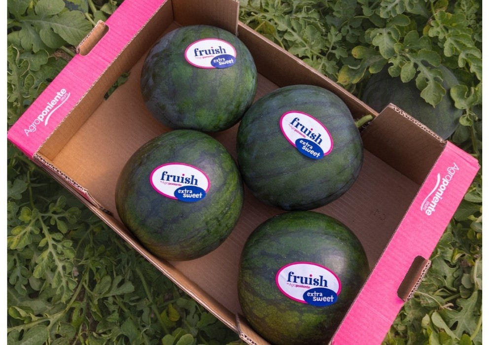 Agroponiente comienza ya la comercialización de sus primeras sandías y melones
