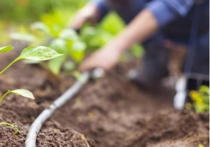 Los hortícolas y frutales representan el 60% de la producción vegetal en España