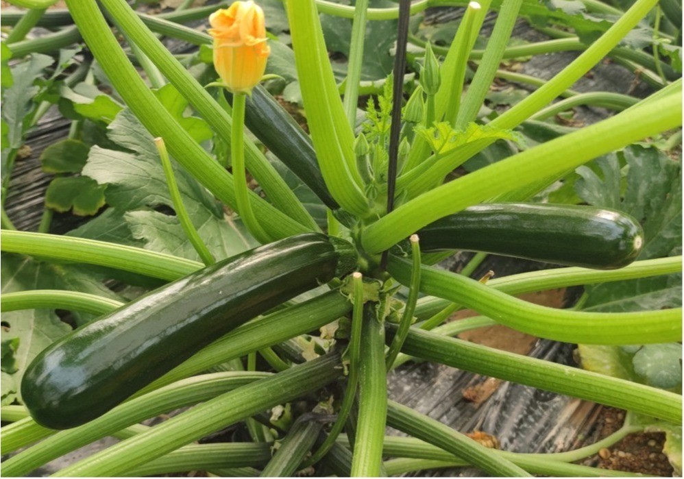 HORTYFRUTA declara la alerta roja de crisis para calabacín verde