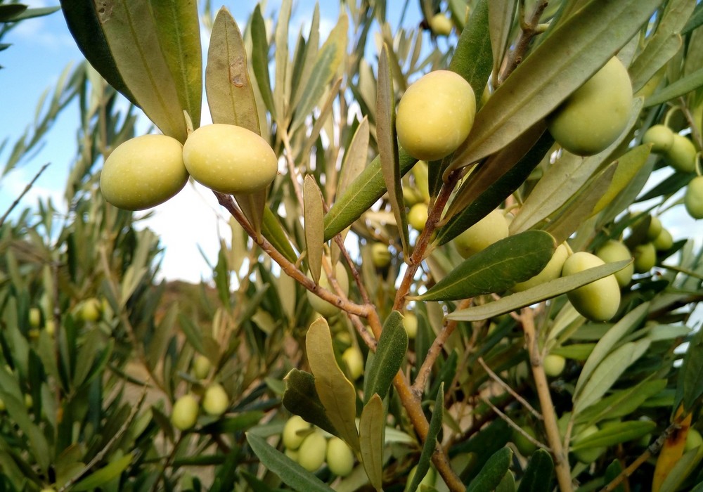 Aprobado el Proyecto de Ley para impulsar la  producción ecológica e integrada de alimentos
