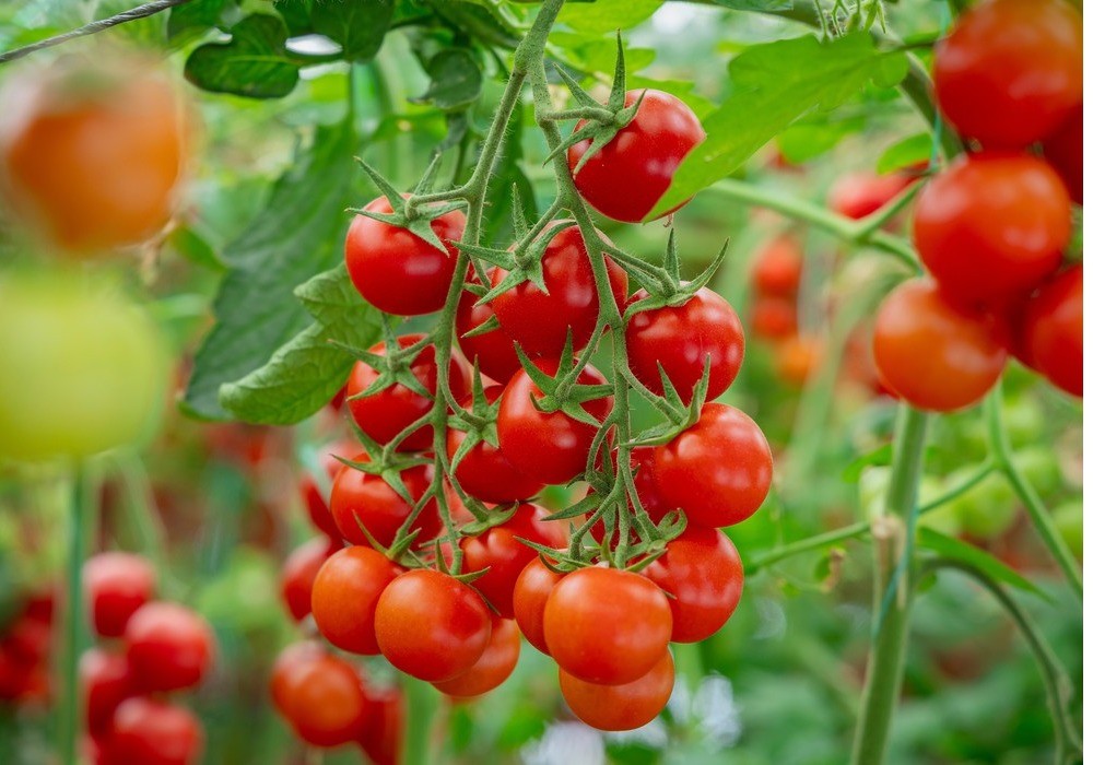 España se consolida como el mayor productor ecológico por superficie en la Unión Europea y sexto a nivel mundial
