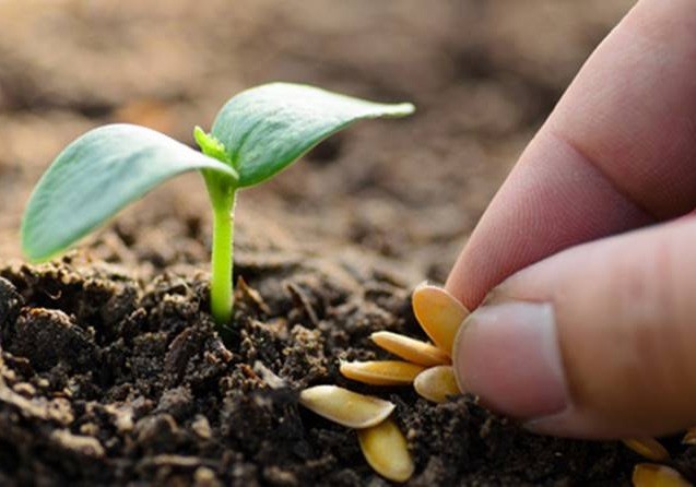 El mayor abanico de semillas hortícolas estará disponible en Infoagro Exhibition