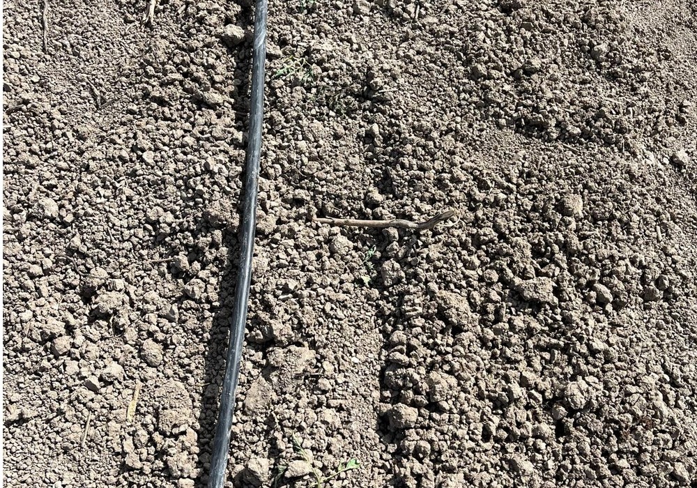 El apagón causa problemas en el sector agrario con cultivos recién trasplantados sin el riego necesario