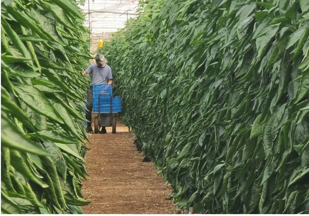 El Gobierno publica la orden de módulos con importantes reducciones en el IRPF 2024 para 800.000 agricultores y ganaderos