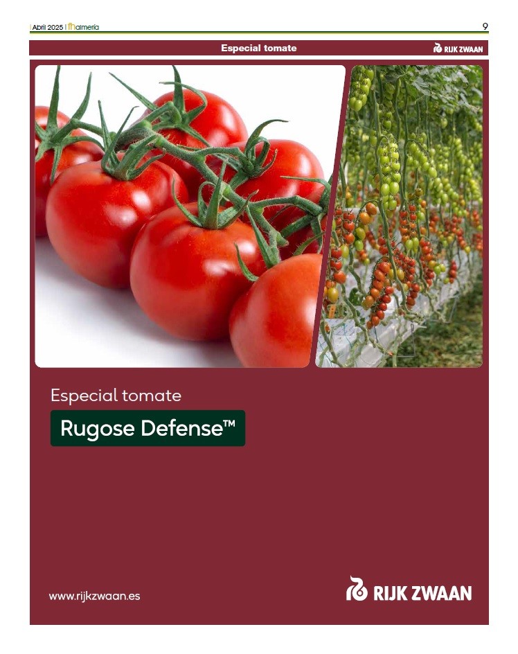 Tomate Rijk Zwaan