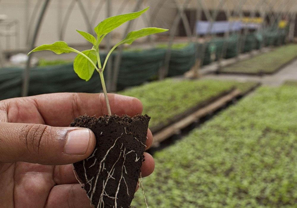 El Ministerio de Agricultura convoca ayudas por 46,5 millones de euros para proyectos de innovación