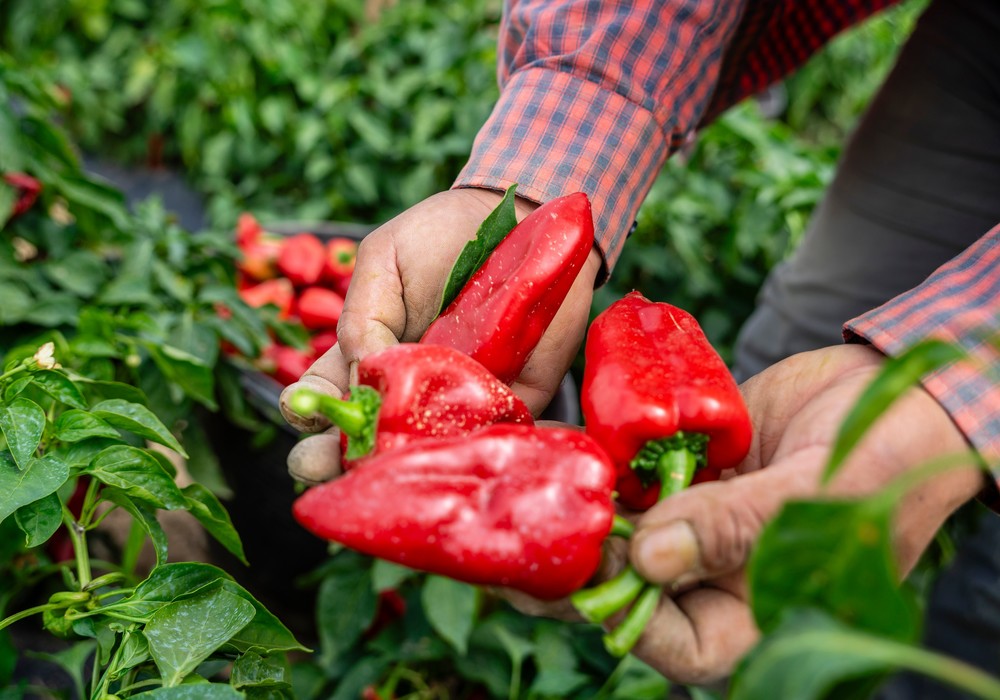 IQV Agro España, 90 años liderando las sales de cobre para la agricultura