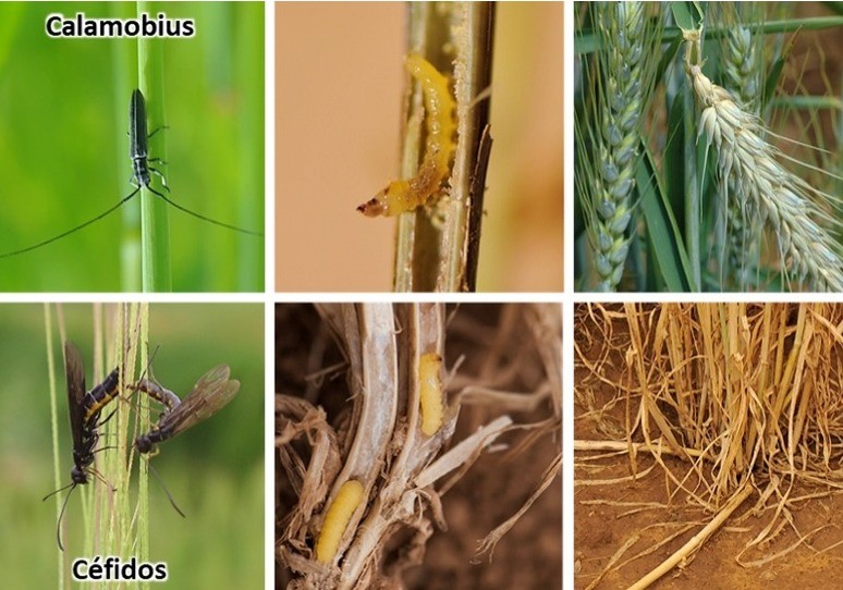 Itacyl contribuye a nuevas soluciones fitosanitarias: nuevos productos para tronchaespigas y céfidos en cereales