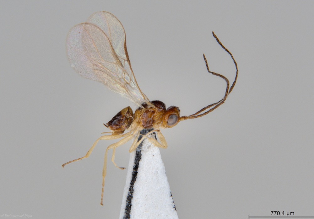 Un estudio de la Junta identifica un nuevo parasitoide del minador, plaga responsable de crecientes daños en horticultura protegida de Almería