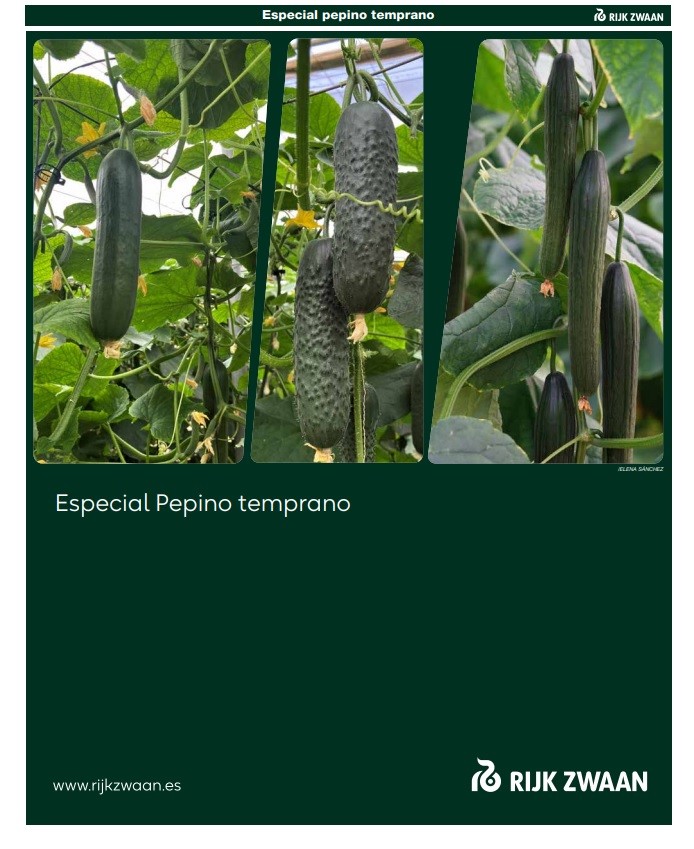 Pepino temprano Rijk Zwaan