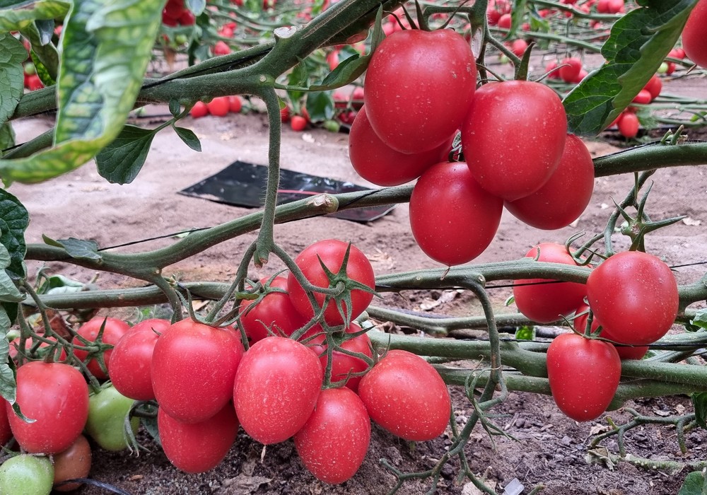 La sandía se mantiene, el melón se deprecia y el tomate sube su cotización