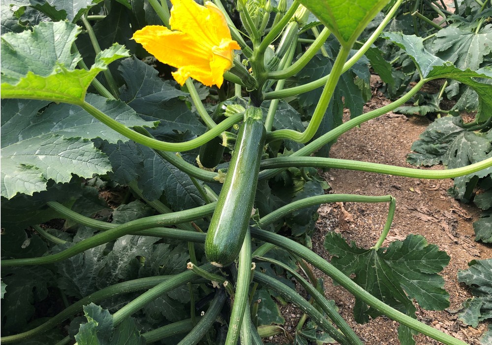 Judías y calabacín experimentan un ligero aumento de su precio medio frente a pimiento, que sigue cayendo