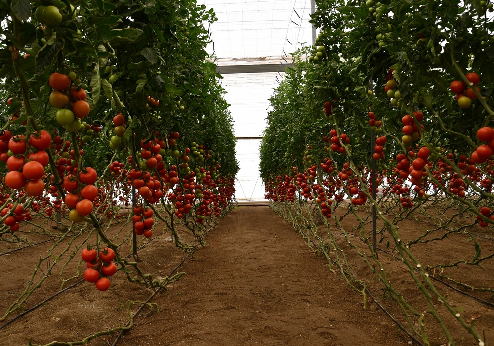 Alcazaba y Tronix, la pareja perfecta para conseguir producción sin perder calidad