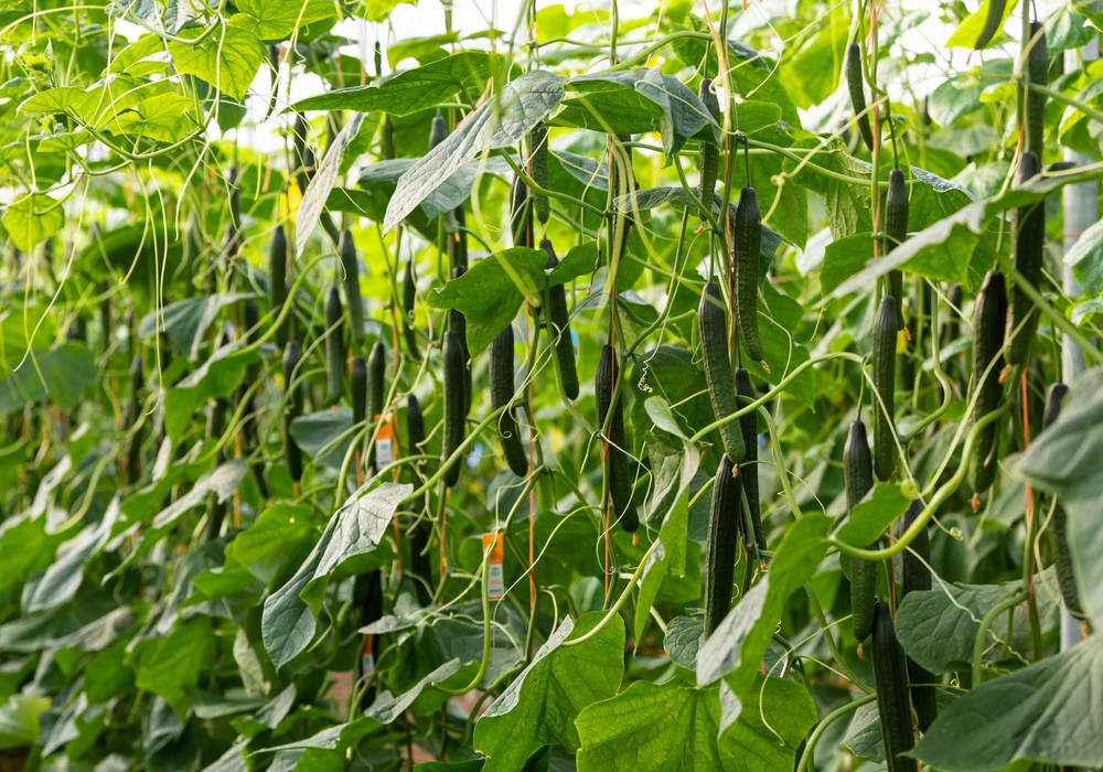Caspio y Calado: el doble de opciones para el agricultor, misma calidad para el consumidor