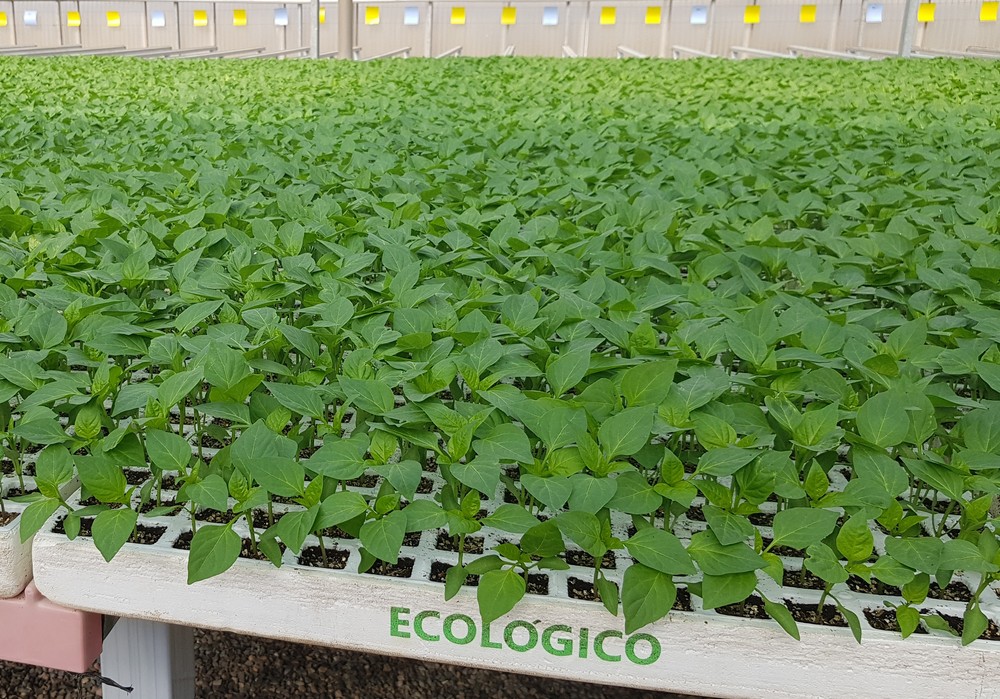 Injertos, control biológico y profesionalidad en los semilleros de cooperativa Campoejido