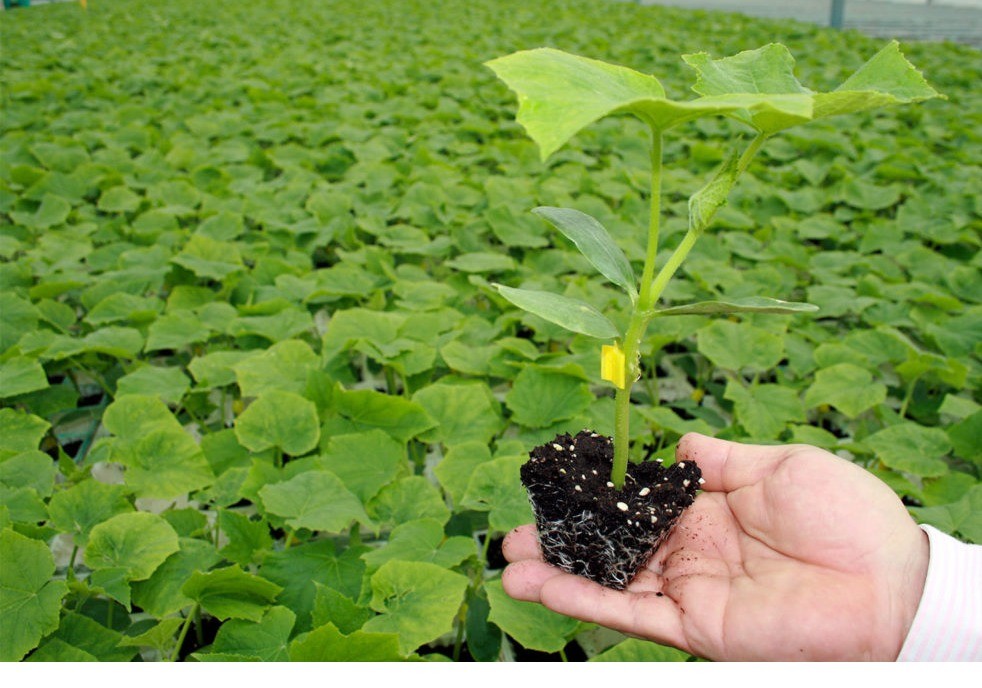 Tecnobioplant logra la excelencia en injertos de pepino siendo líder en las áreas en que opera