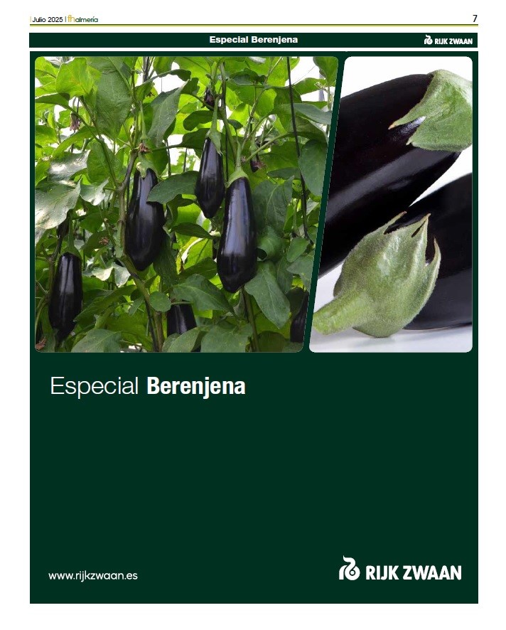 Berenjena de Rijk Zwaan