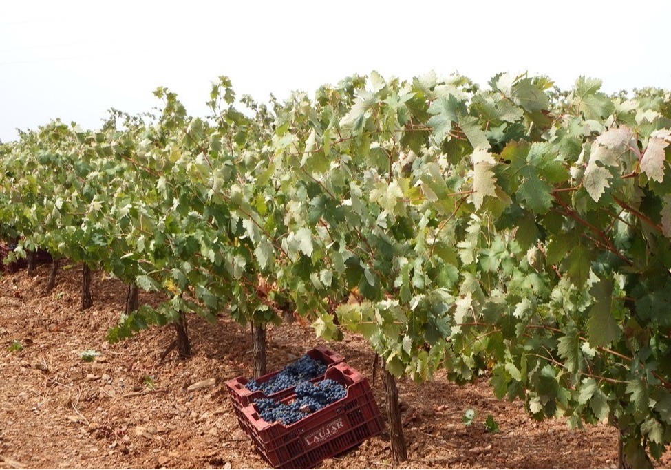 La campaña vitivinícola arranca con un 15% más de producción